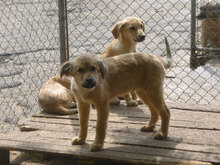 MOGLI, Hund, Mischlingshund in Bulgarien - Bild 9