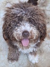 CHOCO, Hund, Spanischer Wasserhund-Mix in Spanien - Bild 1