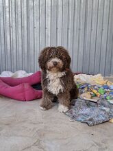 CHOCO, Hund, Spanischer Wasserhund-Mix in Spanien - Bild 2