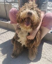 CHOCO, Hund, Spanischer Wasserhund-Mix in Spanien - Bild 3