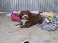 CHOCO, Hund, Spanischer Wasserhund-Mix in Spanien - Bild 4