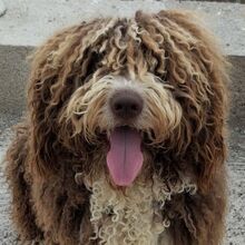 CHOCO, Hund, Spanischer Wasserhund-Mix in Spanien - Bild 6