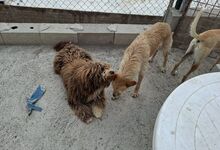 CHOCO, Hund, Spanischer Wasserhund-Mix in Spanien - Bild 7