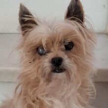 RUBIO, Hund, Yorkshire Terrier-Mix in Spanien - Bild 1