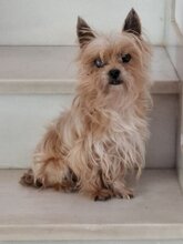 RUBIO, Hund, Yorkshire Terrier-Mix in Spanien - Bild 2