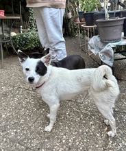 IDA, Hund, Mischlingshund in Büdingen - Bild 1