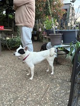 IDA, Hund, Mischlingshund in Büdingen - Bild 2
