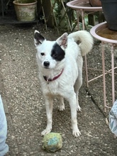 IDA, Hund, Mischlingshund in Büdingen - Bild 3