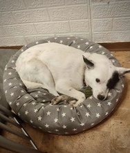 IDA, Hund, Mischlingshund in Büdingen - Bild 4