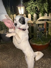 IDA, Hund, Mischlingshund in Büdingen - Bild 5