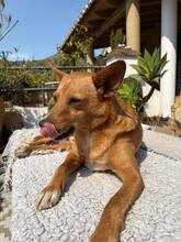 PACO, Hund, Mischlingshund in Spanien - Bild 2