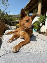 PACO, Hund, Mischlingshund in Spanien - Bild 3