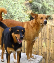 PACO, Hund, Mischlingshund in Spanien - Bild 8