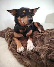 SUSI, Hund, Mischlingshund in Spanien - Bild 1