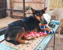 SUSI, Hund, Mischlingshund in Spanien - Bild 2