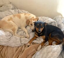SUSI, Hund, Mischlingshund in Spanien - Bild 3