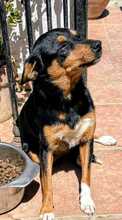 SUSI, Hund, Mischlingshund in Spanien - Bild 4