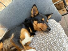 SUSI, Hund, Mischlingshund in Spanien - Bild 5
