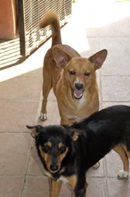 SUSI, Hund, Mischlingshund in Spanien - Bild 7