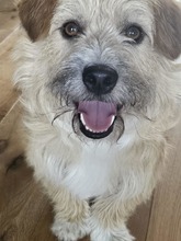 RUDI, Hund, Mischlingshund in Großefehn - Bild 1