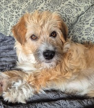 RUDI, Hund, Mischlingshund in Großefehn - Bild 10