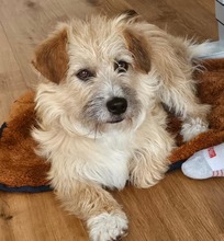RUDI, Hund, Mischlingshund in Großefehn - Bild 11