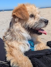 RUDI, Hund, Mischlingshund in Großefehn - Bild 12