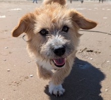 RUDI, Hund, Mischlingshund in Großefehn - Bild 14