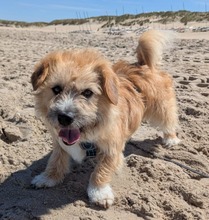 RUDI, Hund, Mischlingshund in Großefehn - Bild 15
