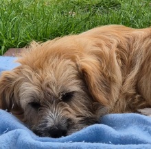 RUDI, Hund, Mischlingshund in Großefehn - Bild 2