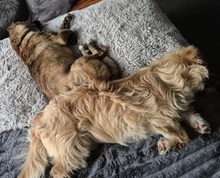RUDI, Hund, Mischlingshund in Großefehn - Bild 3