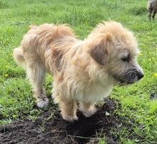 RUDI, Hund, Mischlingshund in Großefehn - Bild 4