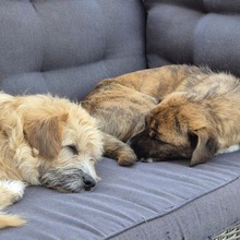 RUDI, Hund, Mischlingshund in Großefehn - Bild 5