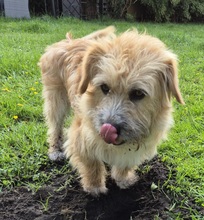 RUDI, Hund, Mischlingshund in Großefehn - Bild 7