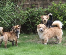RUDI, Hund, Mischlingshund in Großefehn - Bild 8