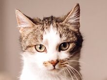 MUFFIN, Katze, Europäisch Kurzhaar in Ungarn - Bild 1