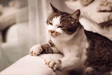 MUFFIN, Katze, Europäisch Kurzhaar in Ungarn - Bild 3