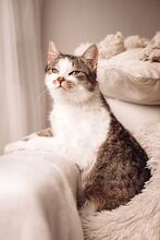 MUFFIN, Katze, Europäisch Kurzhaar in Ungarn - Bild 4