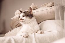 MUFFIN, Katze, Europäisch Kurzhaar in Ungarn - Bild 5