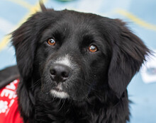 KOJI, Hund, Mischlingshund in Hamburg - Bild 1