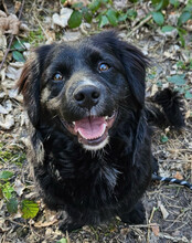 KOJI, Hund, Mischlingshund in Hamburg - Bild 10