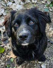 KOJI, Hund, Mischlingshund in Hamburg - Bild 11