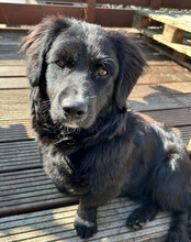 KOJI, Hund, Mischlingshund in Hamburg - Bild 12