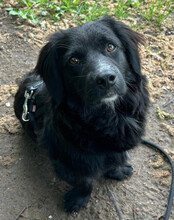KOJI, Hund, Mischlingshund in Hamburg - Bild 2
