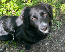 KOJI, Hund, Mischlingshund in Hamburg - Bild 4