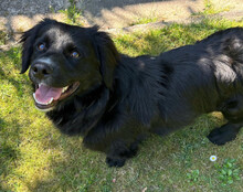 KOJI, Hund, Mischlingshund in Hamburg - Bild 5