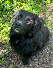 KOJI, Hund, Mischlingshund in Hamburg - Bild 6