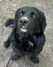 KOJI, Hund, Mischlingshund in Hamburg - Bild 7