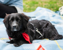 KOJI, Hund, Mischlingshund in Hamburg - Bild 8