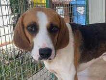 DIMMI, Hund, Französischer Laufhund in Italien - Bild 1